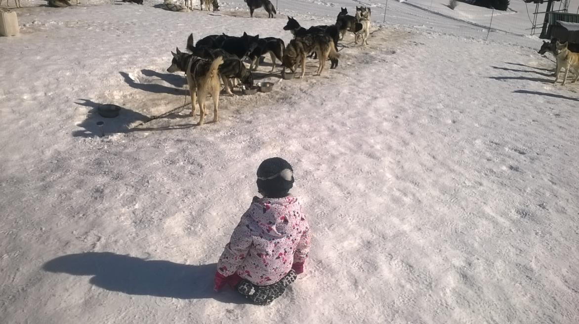 Chiens de traineaux
