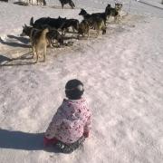 Chiens de traineaux